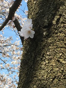 富山市　桜　